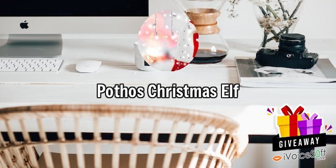 Pothos Christmas Elf