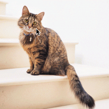 How to Use Movavi Video Editor 2024 to Achieve Incredible Sticker Motion Tracking